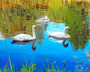 Swan Birds In Lake Paint By Numbers