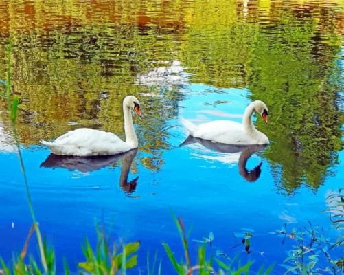 Swan Birds In Lake Paint By Numbers