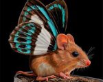 Butterfly Mouse Paint By Numbers