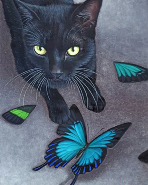 Black Cat And Butterflies Paint By Numbers