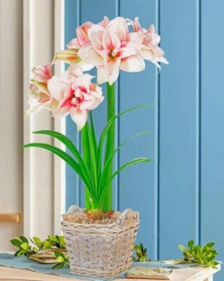 Elvas Amaryllis Pot Paint By Numbers