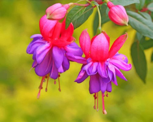 Fuchsia Flowers Paint By Numbers