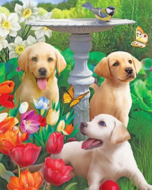 Labradors In Garden Paint By Numbers