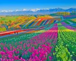 Colorful Flower Field paint by number
