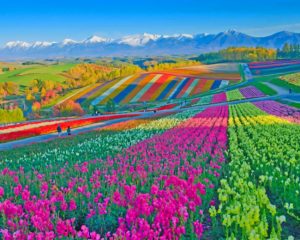Colorful Flower Field paint by number