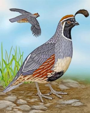 Gambel’s Quail Paint by numbers