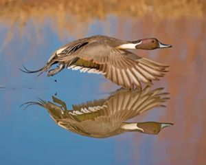 Aesthetic Duck In Flight Paint by numbers