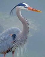 Great Blue Heron Paint By Numbers