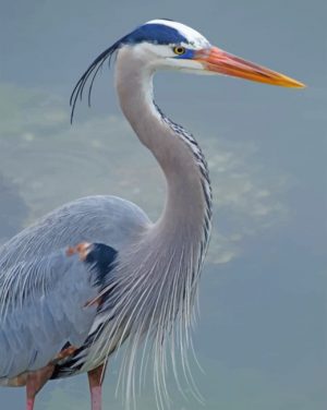 Great Blue Heron Paint By Numbers