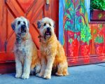 soft-wheaten-terriers-paint-by-numbers