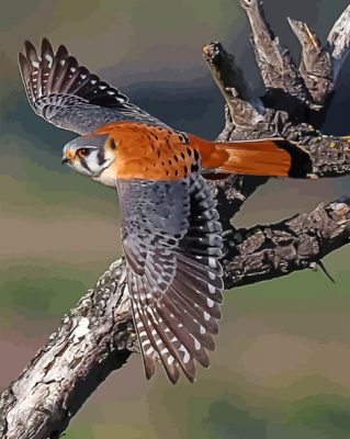 American Kesrel Desert Bird Paint by numbers