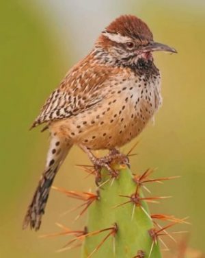 Cactus Wren Desert Bird Paint by numbers