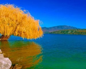 Lake Willow Yellow Tree Paint by numbers