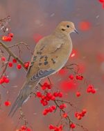Mourning Dove Paint by numbers