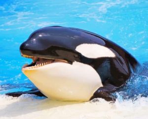Orca Whale Paint by numbers