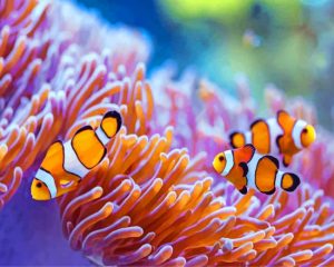 Sea Anemones Paint By Numbers