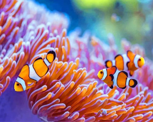 Sea-Anemones-paint-by-number