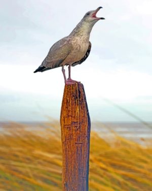 Seagull-Bird-On-Wooden-Bat-paint-by-number