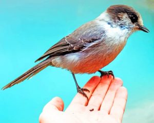 Sparrow Bird In Hand