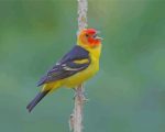 Western Tanager On Stick Paint by numbers