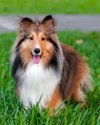 Adorable Sheltie Paint by numbers
