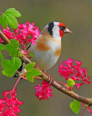 Aesthetic Bullfinch Bird Paint by numbers