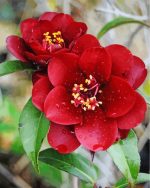 aesthetic-red-camellia-paint-by-numbers