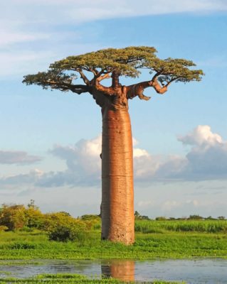 Baobab Tree Paint by numbers
