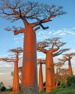 Baobab Trees Paint by numbers