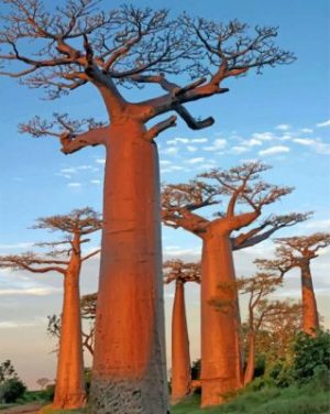 Baobab Trees Paint by numbers