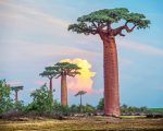 Baobab Tree Paint by numbers