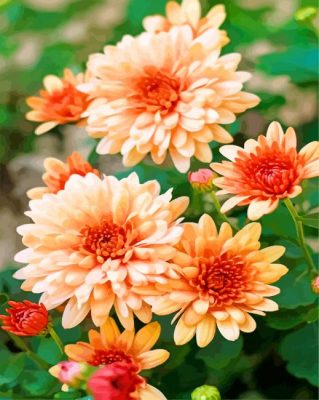 Beautiful Chrysanthemum 