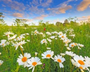 Beautiful Daisies Paint by numbers