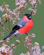 Bullfinch Bird Paint by numbers