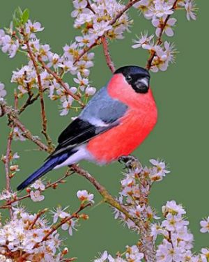 Bullfinch Bird Paint by numbers