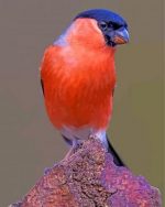Bullfinch Bird Paint by numbers