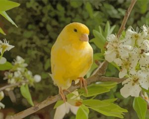 canary-bird-and-flower-paint-by-numbers
