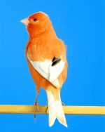 canary-bird-paint-by-numbers