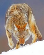 Coyote Animal Paint by numbers