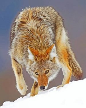 Coyote Animal Paint by numbers