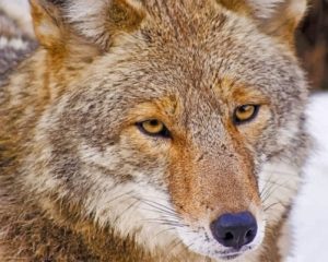 Coyote Face Paint by numbers