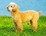 Cute Poodle Puppy Paint by numbers