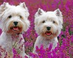 Cute West Highland Terriers Paint by numbers