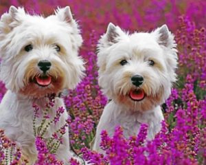 Cute West Highland Terriers Paint by numbers