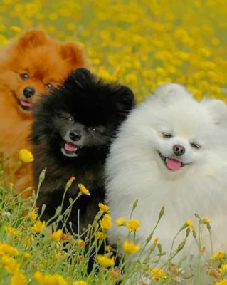 cutpomeranian-baby-dogs-paint-by-numbers