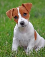 Jack Russell Paint by numbers