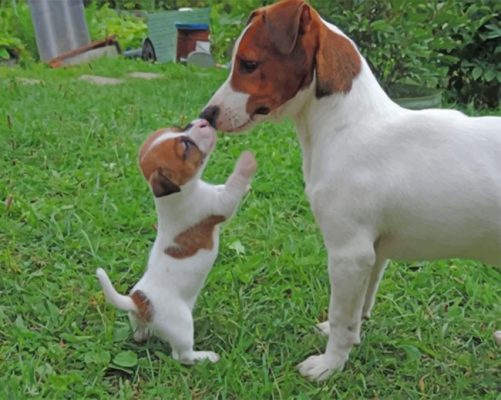 Jack Russell Paint by numbers
