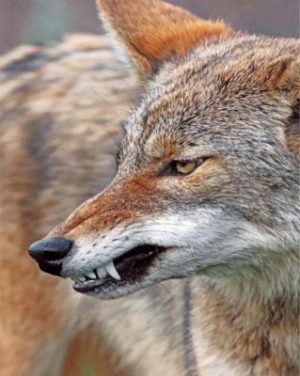 Mad Coyote Paint by numbers