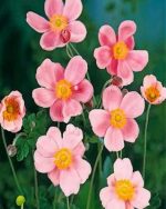 Pink Anemone Paint by numbers