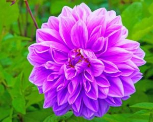 Purple Lilac Flower Paint by numbers